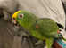 Super Cuddly Tame Talking Yellow Crown Amazon Parrot