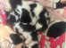 Black and white kittens
