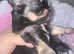 Tini adorable Malchi puppies