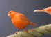 Red Canaries,17