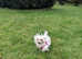 Maltese puppies: last girl