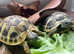Garden Tortoise LAST ONE Hermann's from £99
