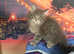 Maine coon kittens