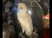 Beautiful Barn owl with Red squirrel