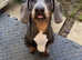 Miniature dachshund blue and tan Boy 2 1/2 years old