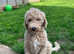 1 male Double Doodle / goldendoodle x Australian labradoodle  ready to leave