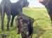 Corso x presa canario