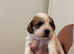Jack Russell X Norfolk terrier puppies