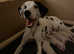 Top Quality Dalmatian Boys ready to go