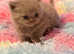 Chunky lilac British short hair boy kitten