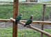 Various Doves For Sale