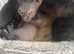 GINGER BOY SIAMESE/SPHINX FOR SALE