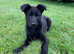 25 years experience in breeding German shepherds
