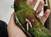 Rose-Crowned Conure