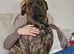 Rehoming beautiful pressa canario