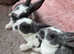 Gorgeous velvet mini rex boys