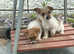 Short-legged, Small type Jack Russell Puppies