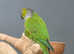 Black Capped Conure,17