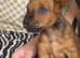 Lakeland terrier pups
