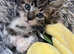 RAGDOLL MIX MALE KITTEN READY NOW