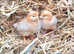 Female chicks / chicken / hens