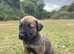 Stunning Working Line Dutch Herder x Alano Espaol