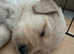 KC chunky Golden Retriever puppies
