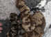 Stunning Dapple Dachshunds ready now!