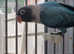 Baby female blackmask lovebird for sale.