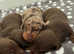 Kc reg pra clear pups