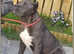 ** Kangal x Cane Corso - One Puppy only **