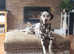 Liver Spot Dalmatian Puppies - DUE MID APRIL (waiting list open)