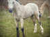 Who's for a big Dun Filly !!