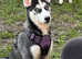 Female husky 13 weeks