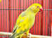 Stunning baby yellow pied Indian ringnick