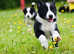 Beautiful litter of border collie puppies