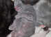 Grey baby kitten 2w old
