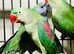 Stunning baby alexandrine parrot