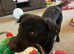 Chocolate Labrador 1 Year Old