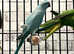 Stunning baby blue Indian ringnick parrot