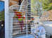 Tame green cheeked conure