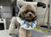 Outstanding F1 Korean/Asian Maltipoo Puppies