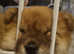 1 REDUCED 9 week Red Female Chow Chow ready for forever home