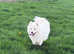 We Are Expecting Samoyed Puppies!