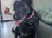 Staffy Labrador cross sharpie