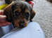 REDUCE **Ready now. Dachshund cross yorkie terrier puppies