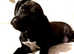 DACHSHUND X PATTER JACK puppies 1 left