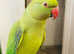 Beautiful Indian Ring Neck Baby or young Available