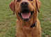 Labradors Raised Right