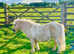 A Superstar First Shetland.